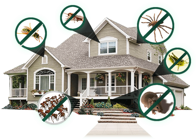 residential pest control